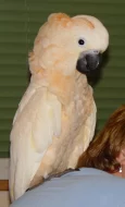 KAKADU  MOLUCKÝ
